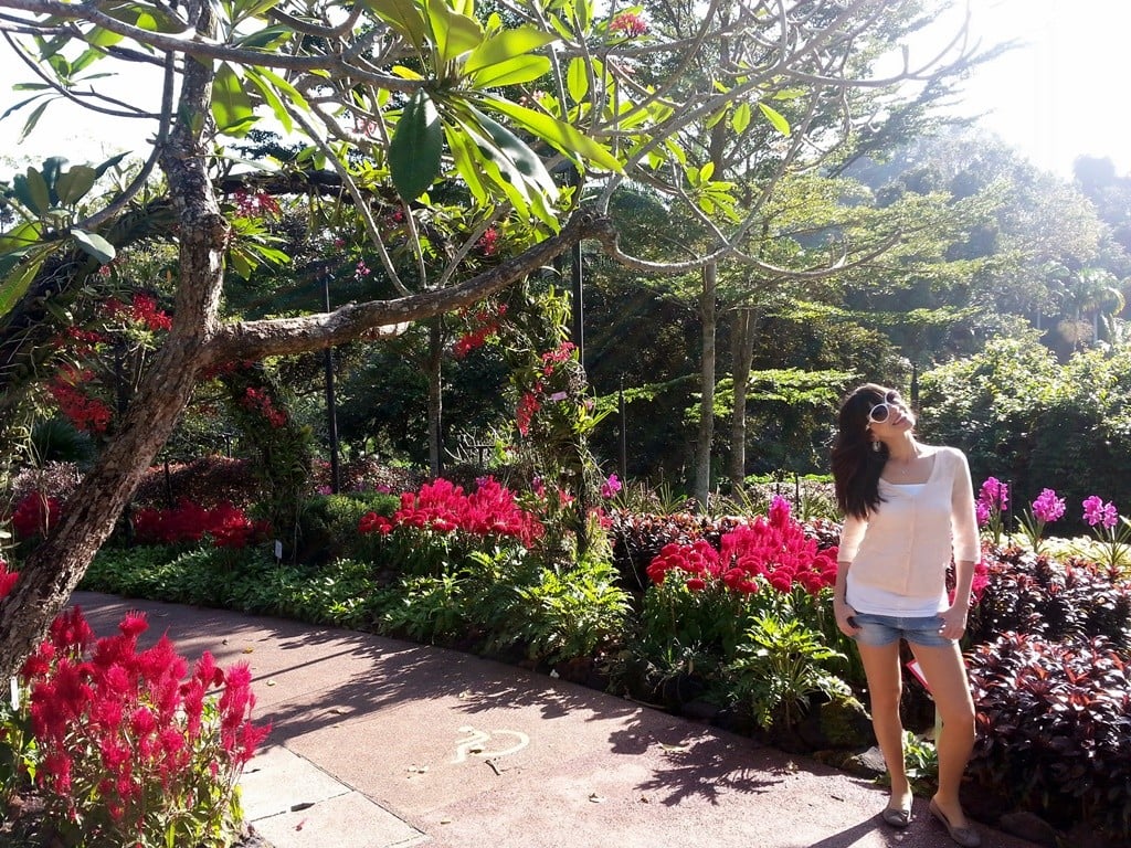 singapur orkide bahçesi
